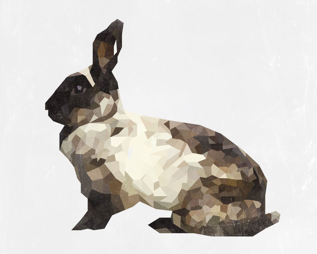 rabbit