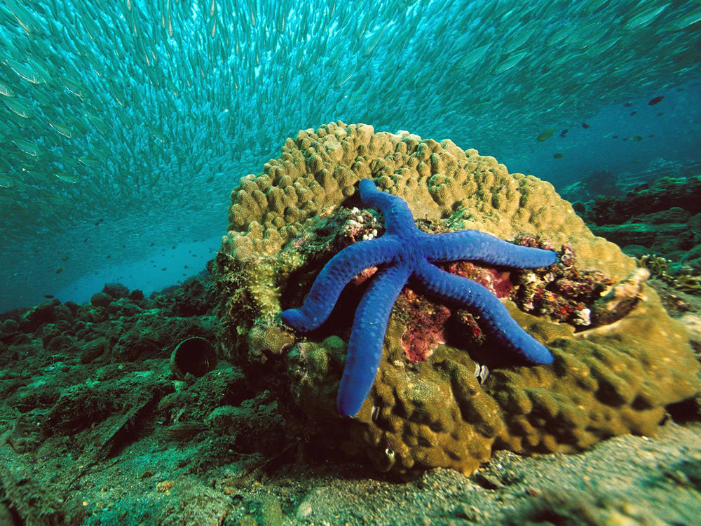 blue-starfish