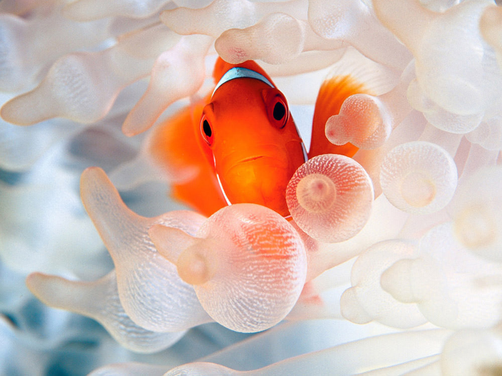 clownfish-and-bubble-tipped-anemone