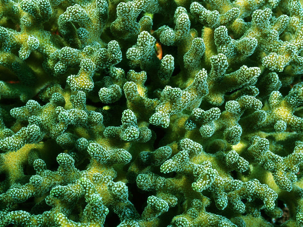 green-coral