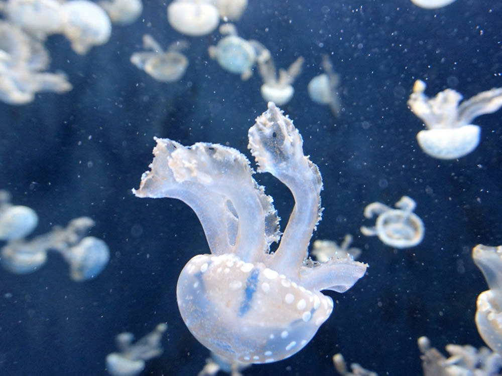 jellyfish-underwater-tentacles-swimming