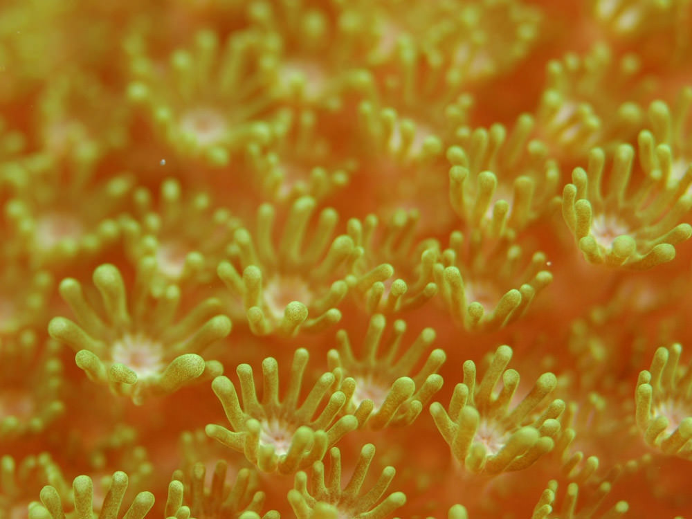 sea-anemones-algae