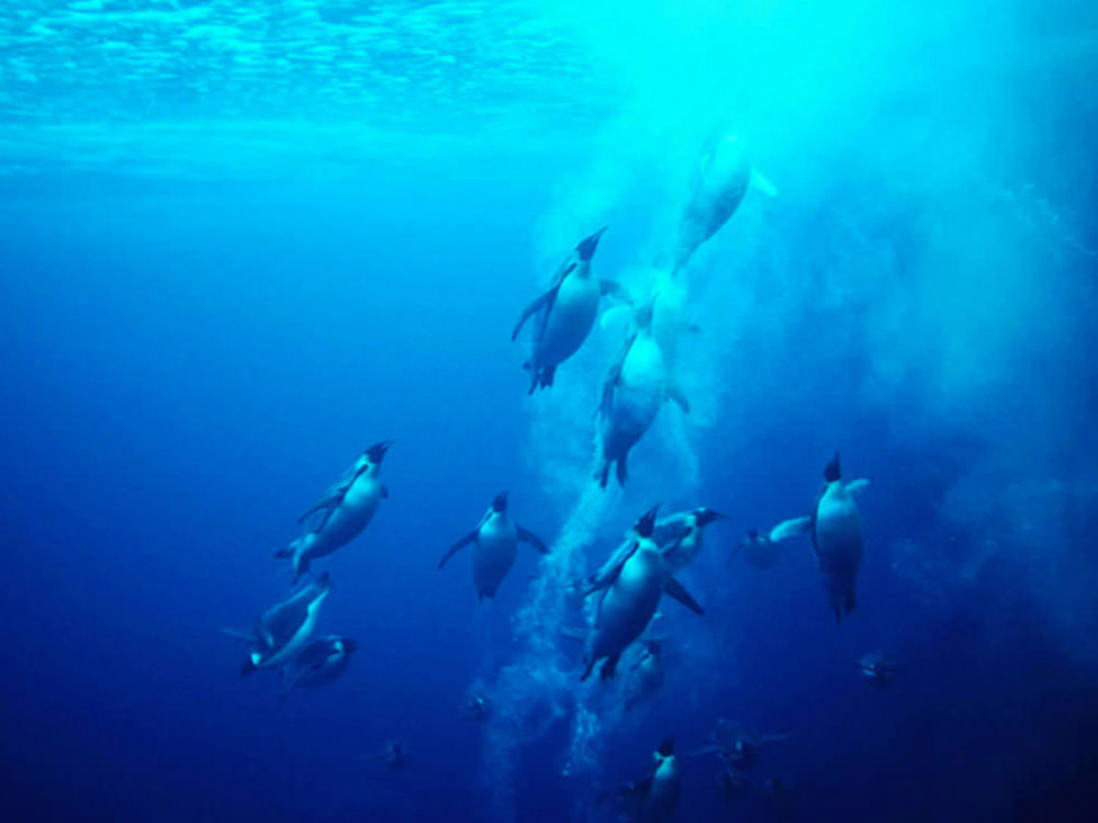 underwater-penguins