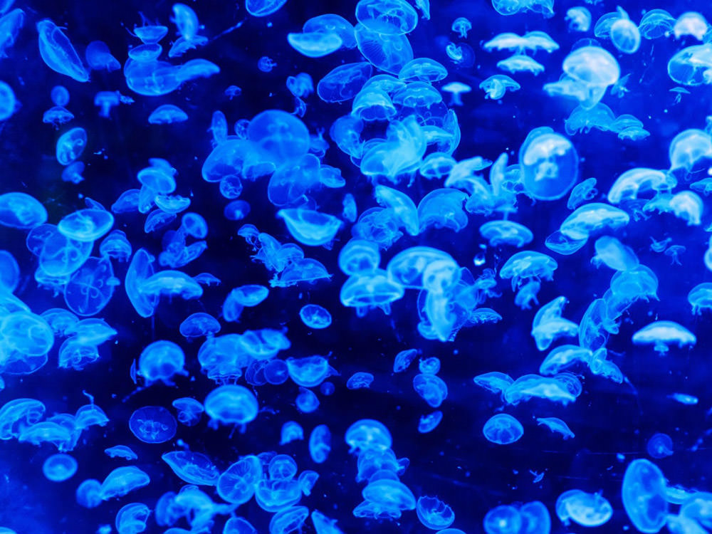 white-and-blue-jellyfish
