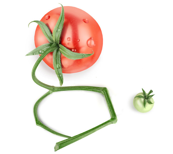 Tomato