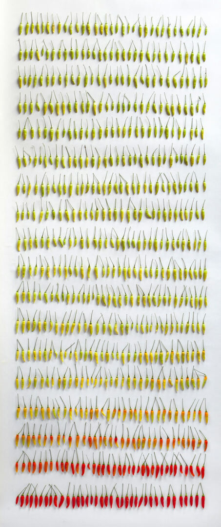 chilli-organized-neatly