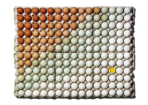 eggs-organized-neatly