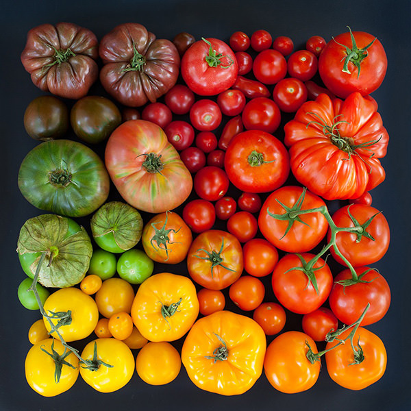 tomatoes-organized-neatly