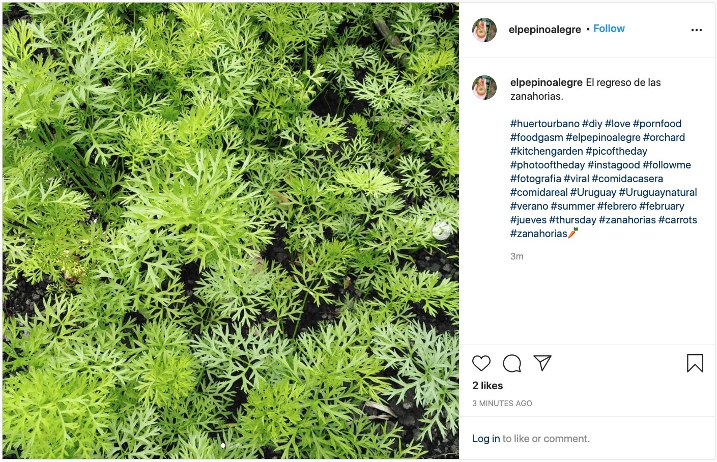 Instagram post with a photo of a carrot patch and the hashtag #summer