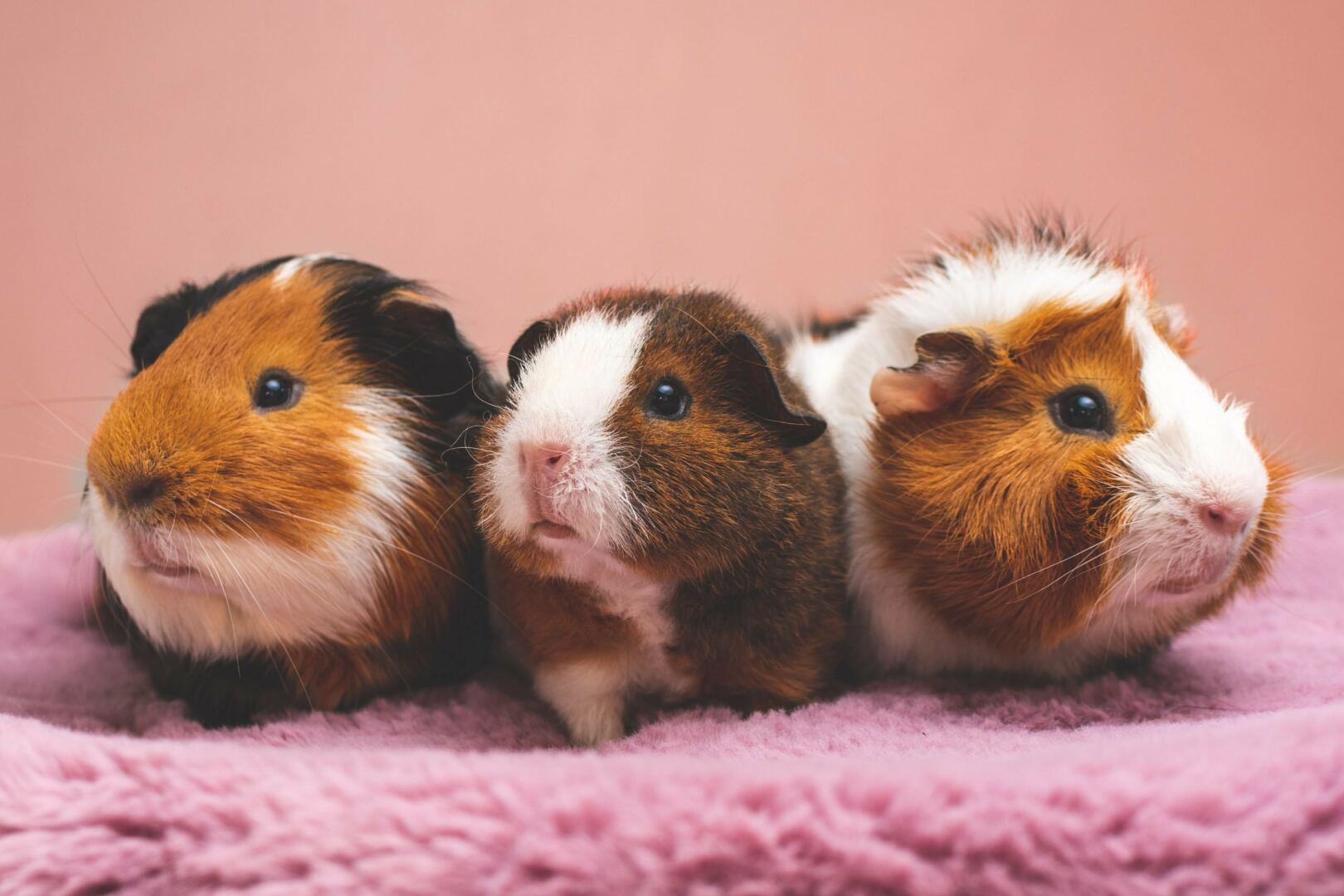 Photo of guinea pigs