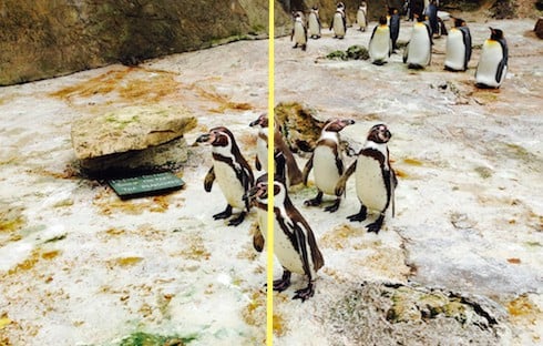 Image of penguins to compare jpg compression.