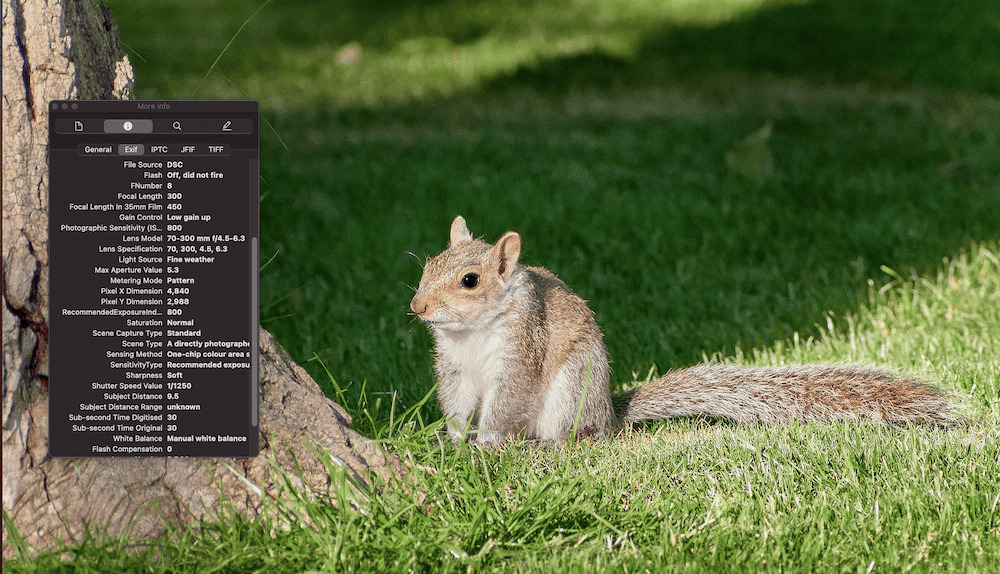 A metadata panel with photo details, overlaying an image of a brown squirrel sitting on grass at the base of a tree.