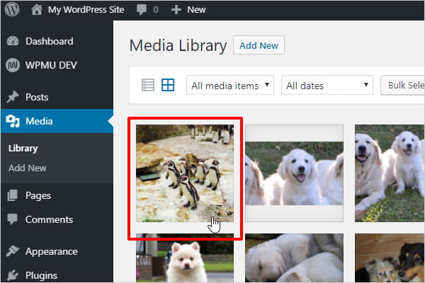 Screenshot of image selected in WordPress media library.
