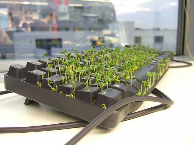 sprouts growing from between keyboard keys