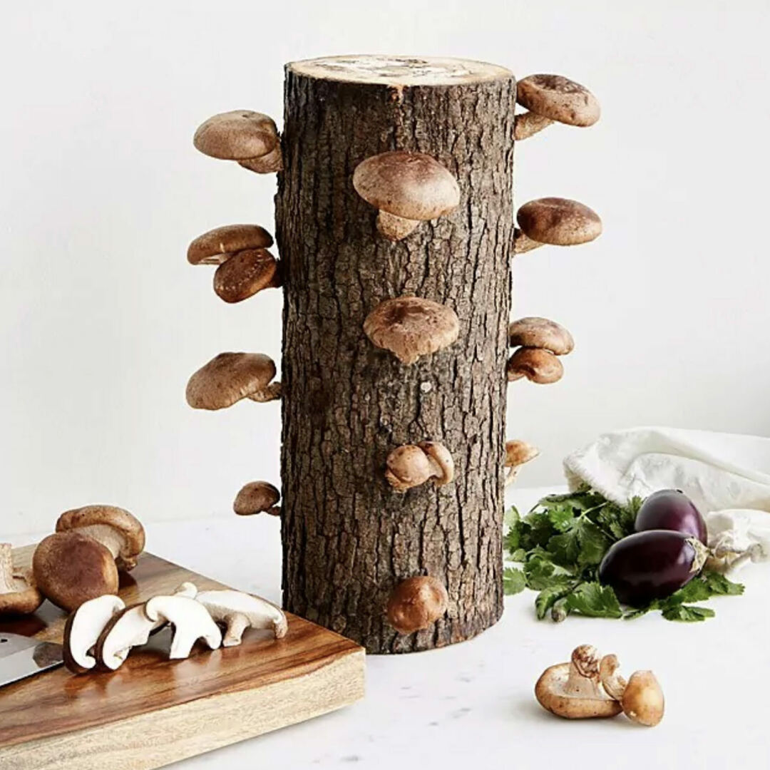 Shiitake Mushroom Kit