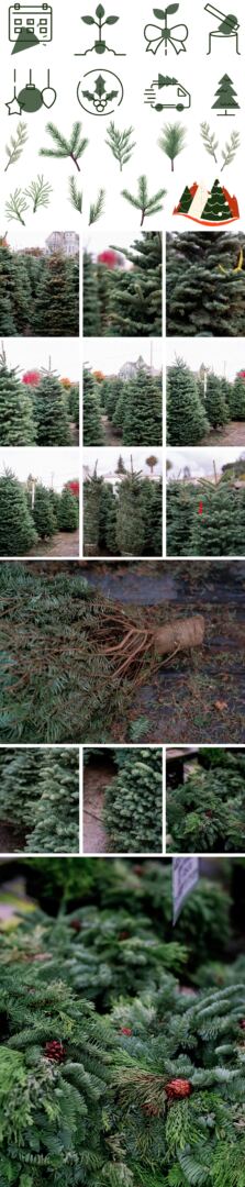 Christmas Tree Farm Layout Pack for Divi