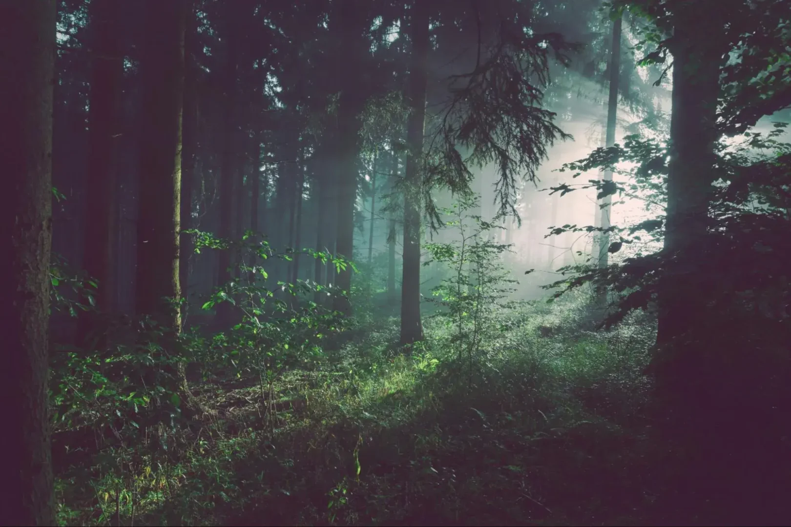 nature zoom backgroundhttps://unsplash.com/photos/trees-on-forest-with-sun-rays-sp-p7uut0tw