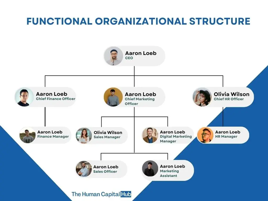 infographic show a visual of the functional organizational structure