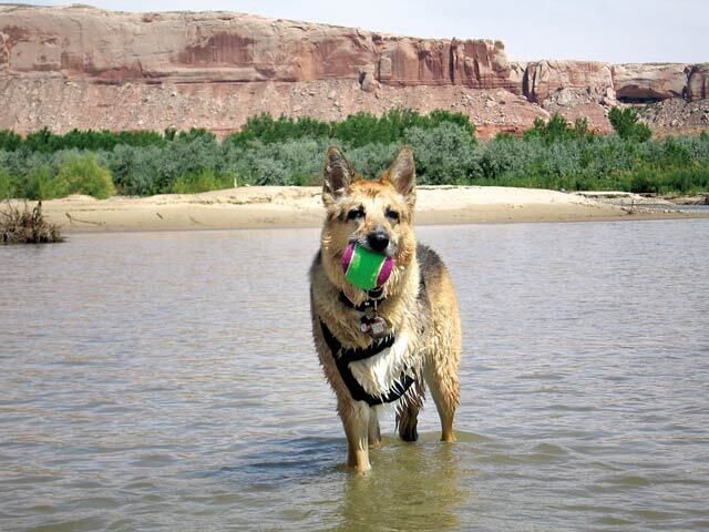 WPMU DEV Now Hosts The International’s Greatest 3-Legged Puppy Neighborhood