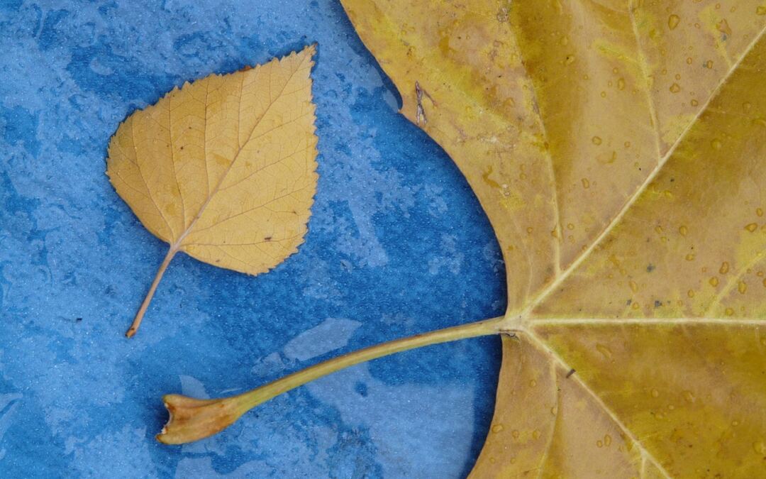 Automattic WordPress.com Vs. WordPress.org Comparability: WordPress.com Vs. WordPress.org: Which One’s…
