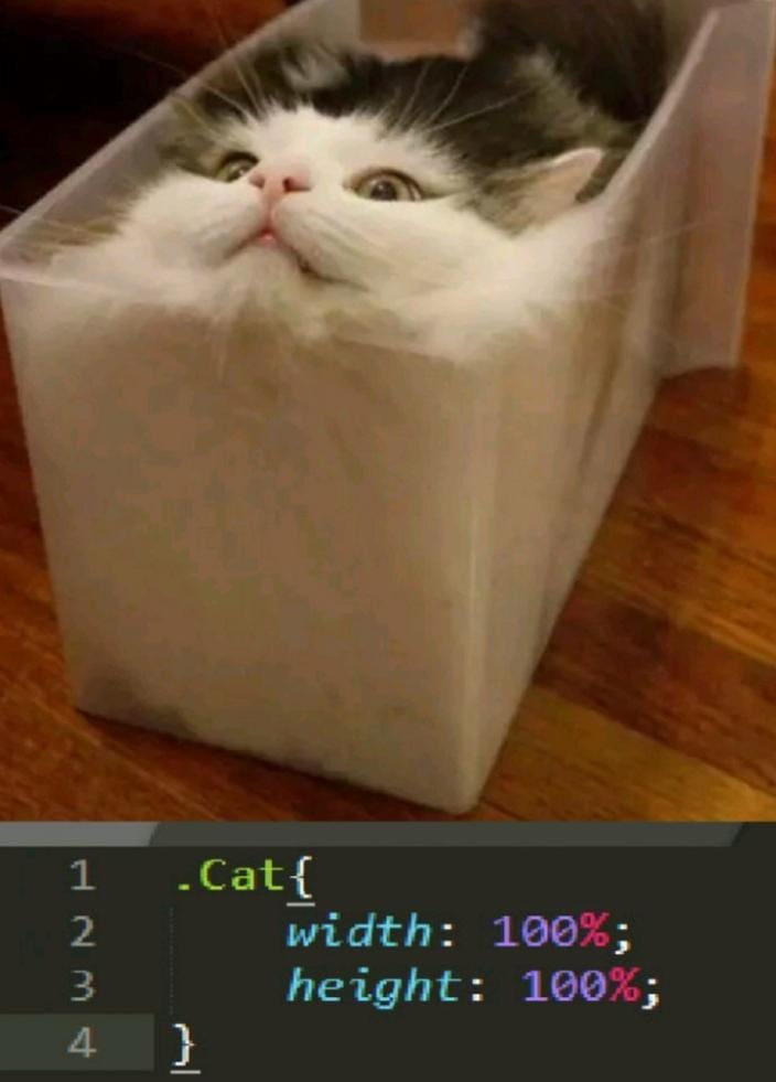 Squished cat pressed against a transparent plastic bag next to CSS code setting width and height to 100%